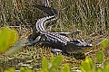 166_6621 american alligator.jpg