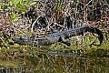 166_6648 small alligator.jpg