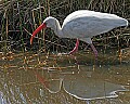 166_6658 immature white ibis.jpg