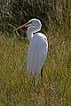 166_6679 great white egret.jpg