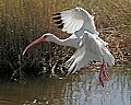 167_6745 white ibis.jpg