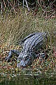 169_6980 alligator.jpg