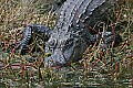 169_6988 alligator.jpg
