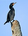 172_7293 double-crested cormorant.jpg