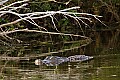 174_7433 alligator.jpg
