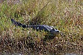 175_7596 alligator.jpg
