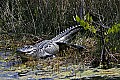 177_7717 alligator.jpg