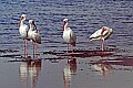 177_7747 white ibis.jpg