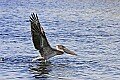 177_7788 brown pelican.jpg