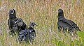 178_7811 black vulture.jpg