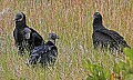 178_7812 black vulture.jpg