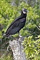 178_7823 black vulture.jpg