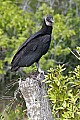 178_7833 black vulture.jpg