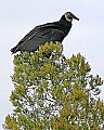 178_7838 black vulture.jpg