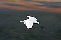 _MG_4154 great white egret.jpg