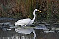 _MG_4197 great white egret.jpg