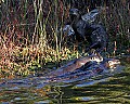_MG_4302 river otters 1.jpg