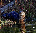 _MG_4315 river otter darker.jpg
