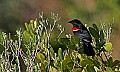 _MG_4516 red-winged blackbird.jpg