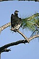 _MG_4561 black vulture.jpg
