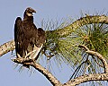 _MG_4571 black vulture.jpg