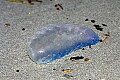 _MG_7877 jellyfish washed up on beach.jpg