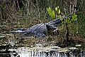 _MG_8112 alligator.jpg