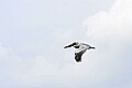 _MG_8467 brown pelican in flight.jpg