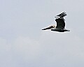 _MG_8468 brown pelican.jpg
