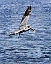 102_0264 borwn pelican flying.jpg