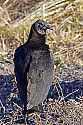 _MG_2982 black vulture.jpg
