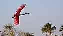 _MG_3337 roseate spoonbill flying.jpg