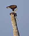 _MG_3894 bald eagle eating a bird.jpg