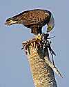 _MG_4432 blad eagle eating a bird.jpg