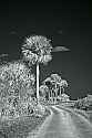 _MG_4691  palm trees along Black Point Drive-Merritt Island FL.jpg