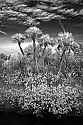 _MG_4721 palm trees and sky along Bio Lab Road-Merritt Island FL.jpg