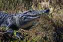 _MG_4845 basking alligator.jpg