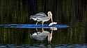 _MG_5484 graet blue heron and large fish.jpg