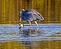 _MG_5515 great blue heron with large fish.jpg