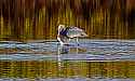 _MG_5528 great blue heron with fish too large to eat.jpg