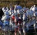 _MG_5813 roseate spoonbills and white ibis.jpg