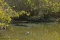_MG_5983 three alligators.jpg