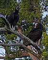 _MG_6297 black vulture and turkey vulture.jpg