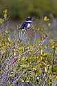 _MG_7232 belted kingfisher.jpg
