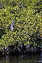 _MG_8073 tricolored heron on mangrove tree.jpg