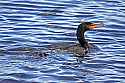 _MG_8828 double breasted cormorant.jpg