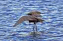 _MG_9057 reddish egret fishing.jpg