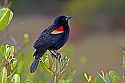 _MG_9117 red-winged blackbird.jpg