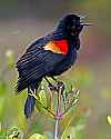 _MG_9120 red-winged blackbird.jpg