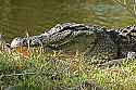 IMG_6258 12-foot alligator.jpg